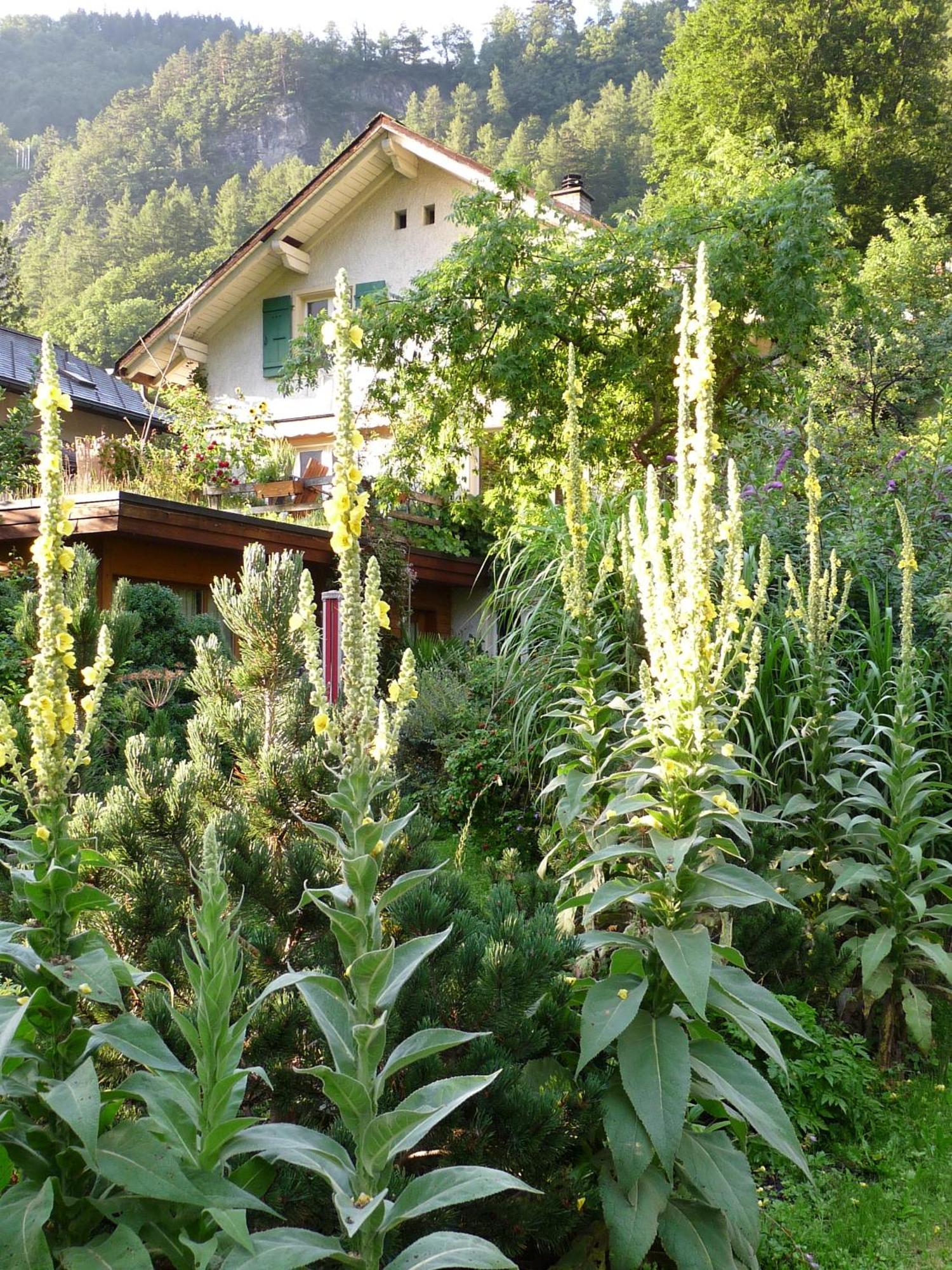 Dunkel Blaue Maus Bed & Breakfast Meiringen Ngoại thất bức ảnh